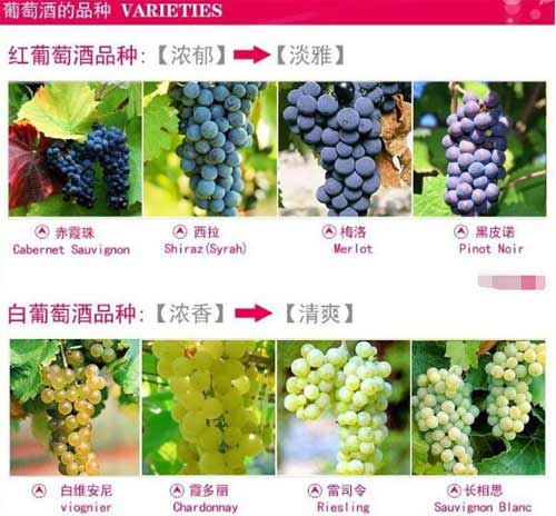 葡萄酒葡萄品种的特点，红白葡萄酒的口感风味和用餐搭配有讲究1.jpg