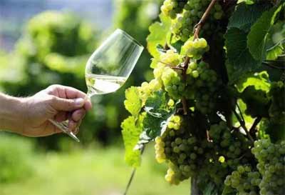 雷司令干白葡萄酒多少钱一瓶，口感清爽凛冽极具陈年潜力(仅百元)2.jpg