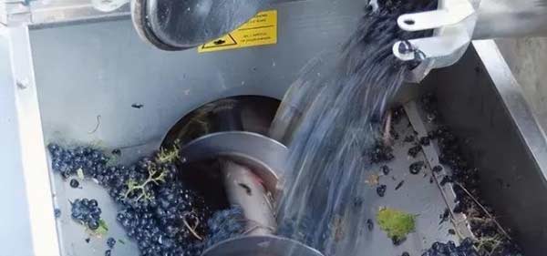 红葡萄酒的酿造过程红葡萄酒酿造基本工艺流程3.jpg
