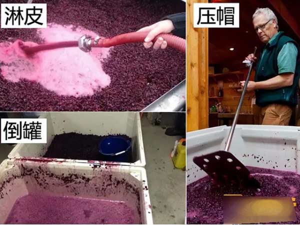 红葡萄酒的酿造过程红葡萄酒酿造基本工艺流程4.jpg